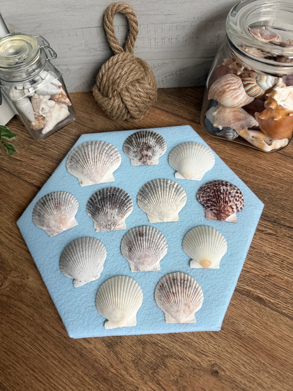 DIY Fan Scallop Shells for Decoupage – Set of 12 | Natural Seashells for Crafts